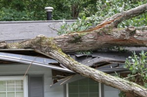 Association warns of insurance fraud after storms