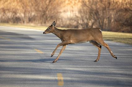 To avoid deer collisions, stay alert and know how to react