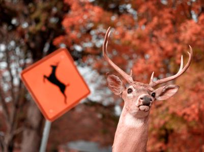 Deer collisions increasing