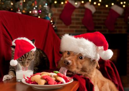 Holidays pose risks for pets