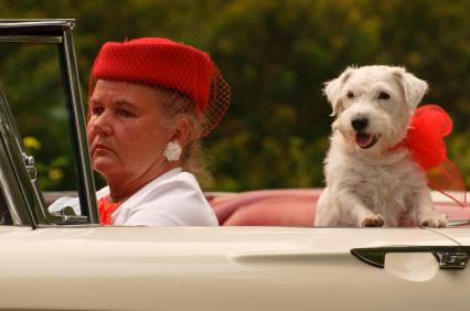 Accidents double for seniors who take their pets in the car