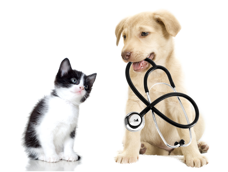 Trusted benefits of medical insurance for cats and dogs